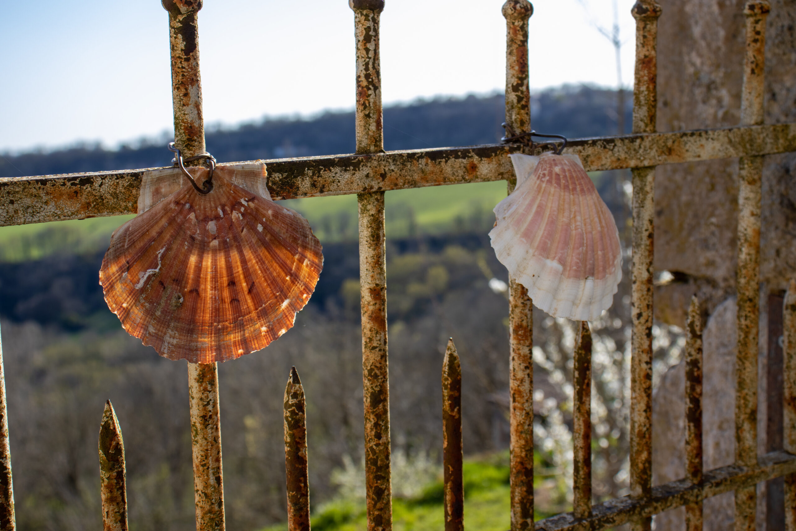 Coquille sur le chemin de St Jacques - Faycelles